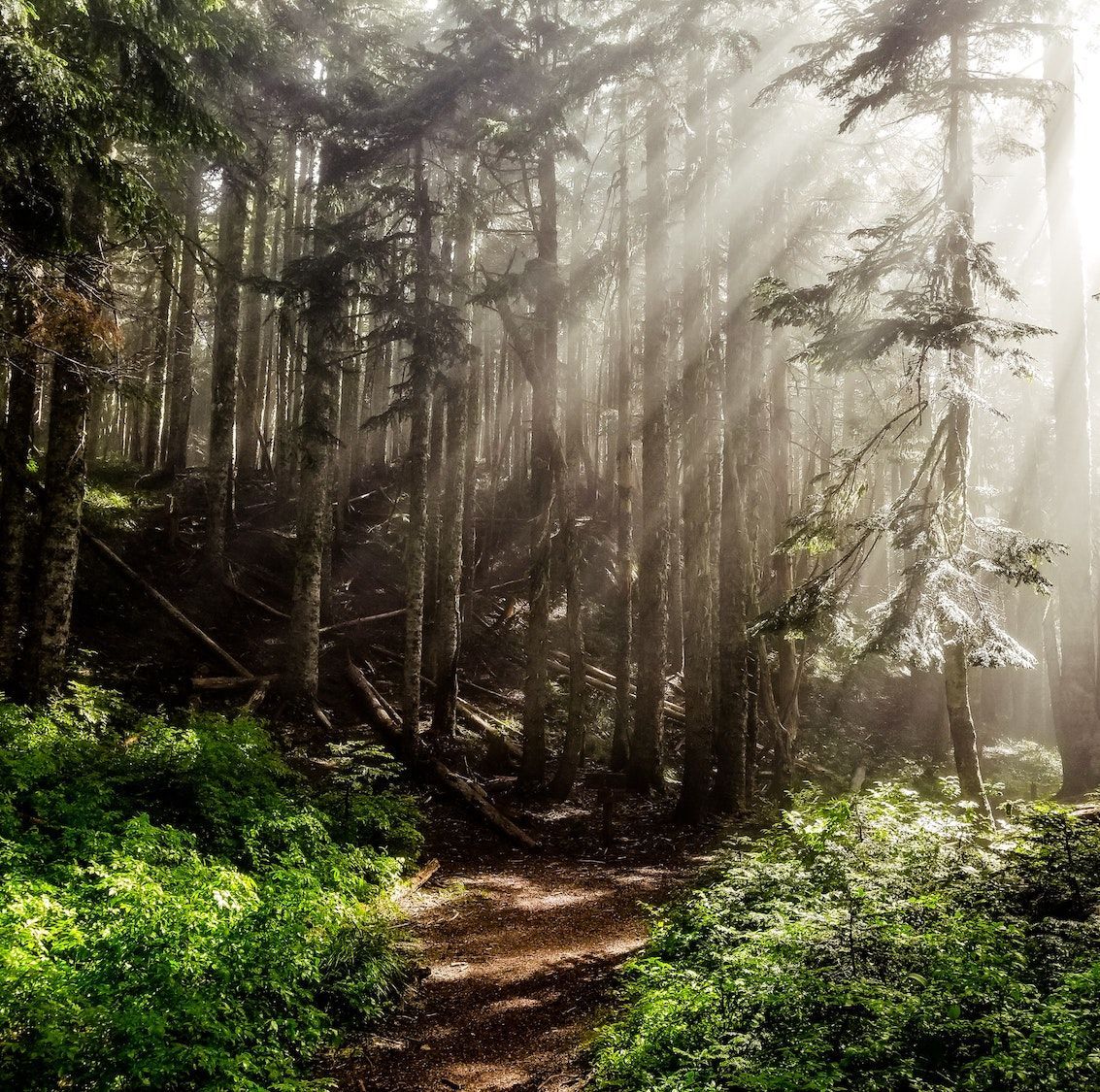 Sunlit forest hiking trail in Door County